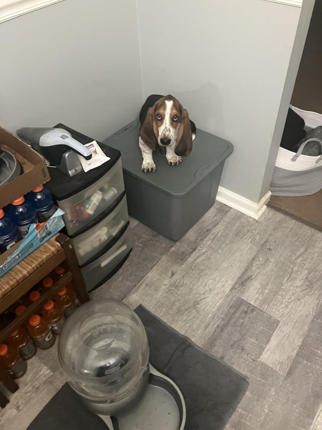 Sitting on the food container
