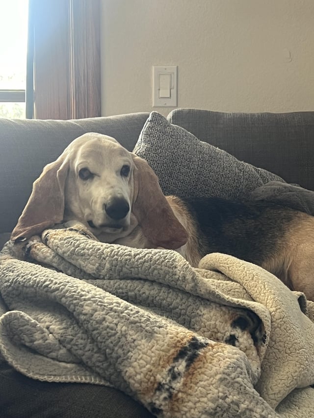Beau, my Basset of 13 years
