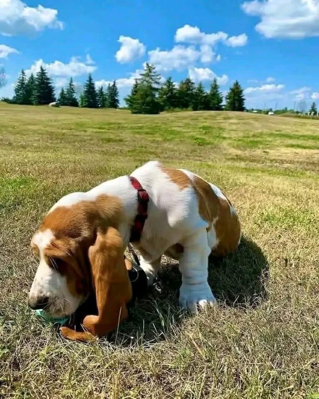 Just wandering around, hoping a bone 🦴 magically appears 😜