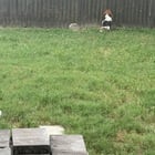 Our neighbors got a new dog and our basset desperately wants to be his friend.
