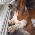 She’s always at the window watching me come home from work.