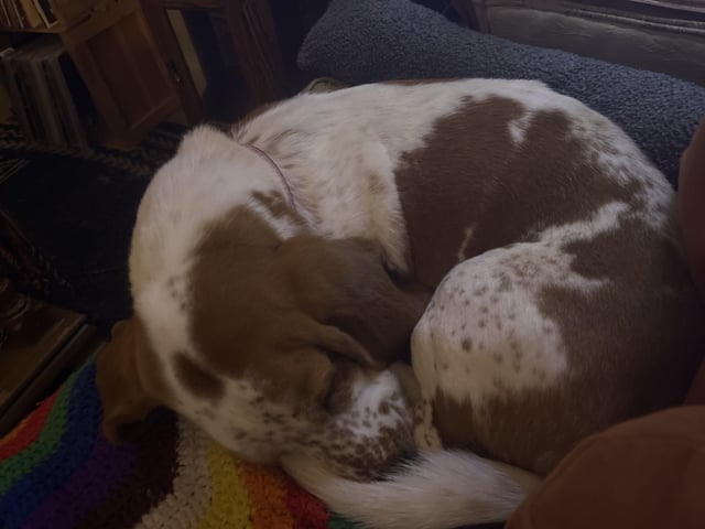 We adopted our best boy today ❤️