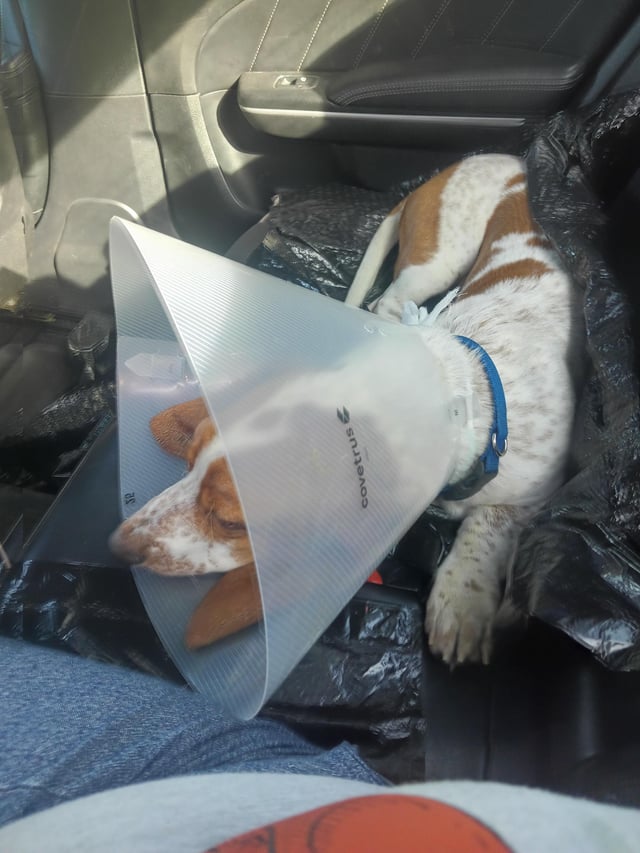 Someone got out from cherry eye surgery