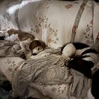 The oldest one is fussy about the pup, but they have these moments