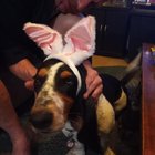 Hoppy Easter from Daisy Mae