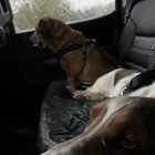 Just coming back from the vet…