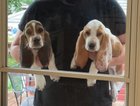 Cooper (tricolor) and Flapjack(red and white) turn 1 on the 4th!