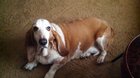 Here is (was) my best bud for over 14 yrs