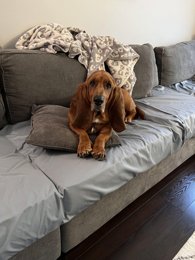 Meet Hank (Hanky)