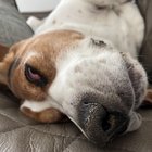 Silly Boy