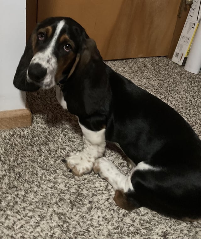 Sir Droopy Flopsalot