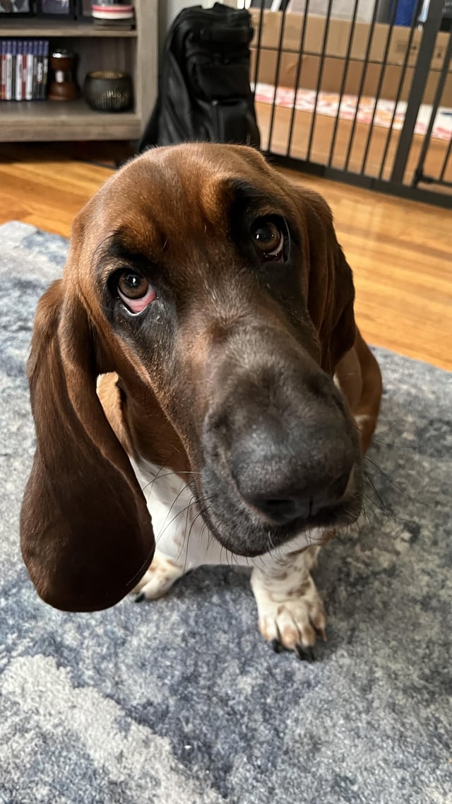 Meet Gus he’s been diagnosed with panosteitis at 9 months