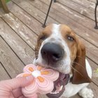 Happy Easter from Copper