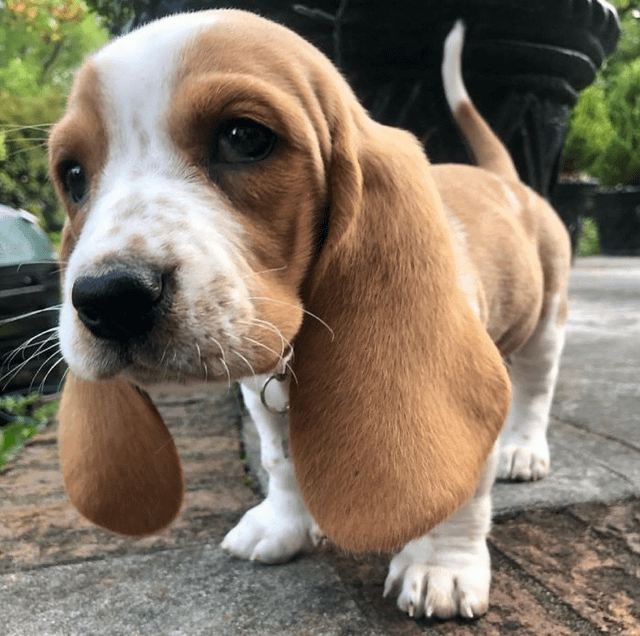 Those cute ears ❤️🐕