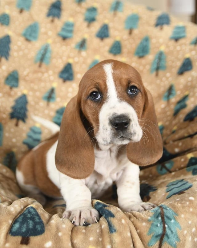 Duke