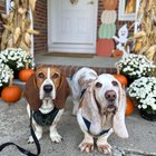 Duke and Dumbo