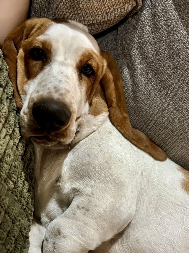 Gwen