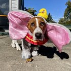 Dumbo and Duke