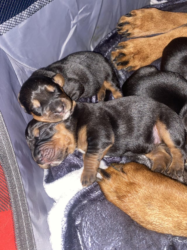 Basset babies