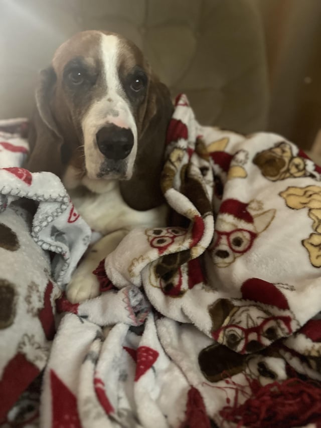 Our rescued middle child Frank.