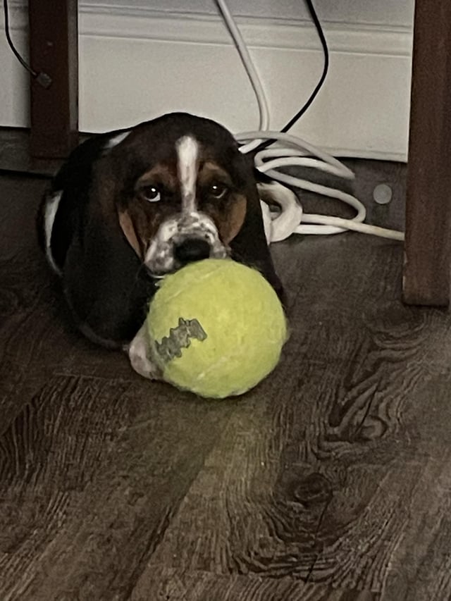 My puppy basset hound male