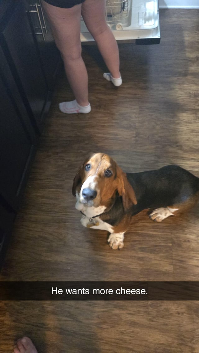 Copper is almost 11 months old at 41lbs will he continue growing? He’s been 40 to 41 for a month and a half.