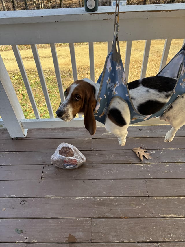 Wilbur is not fond of his new nail clipping hammock