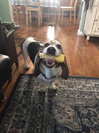 Our Roscoe was a Muse