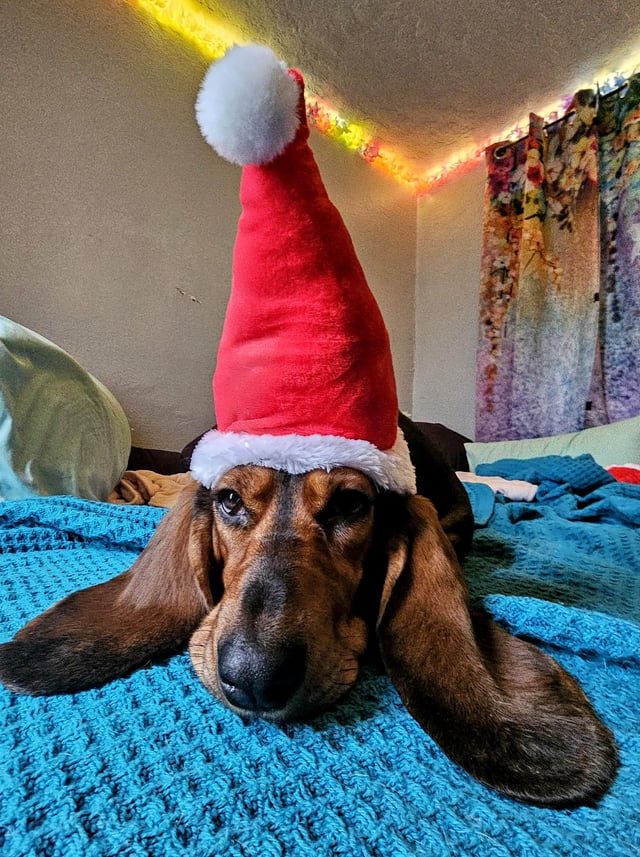 Baba Christmas Hound