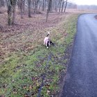 Another morning walk