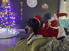 Lilly’s 1st Christmas 🎄🎁