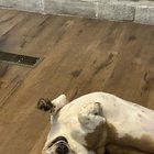 T Rex?