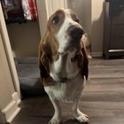 Paw problems ?