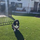 International travel crate help for basset?
