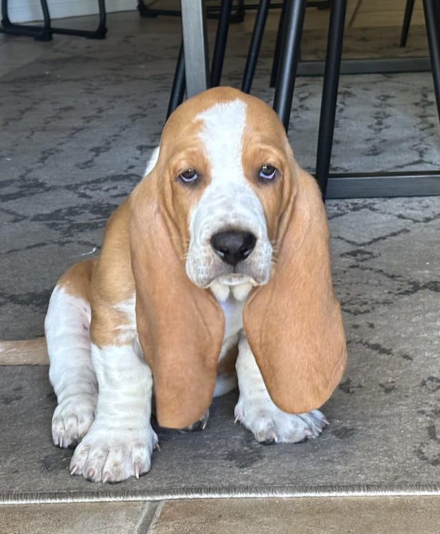 A name for this puppy? A nine week old boy.
