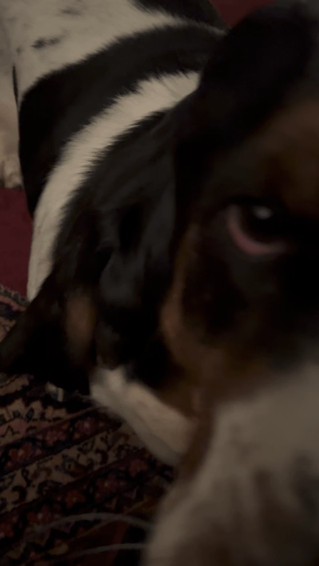 Playing with Cannoli (1st person point of view)