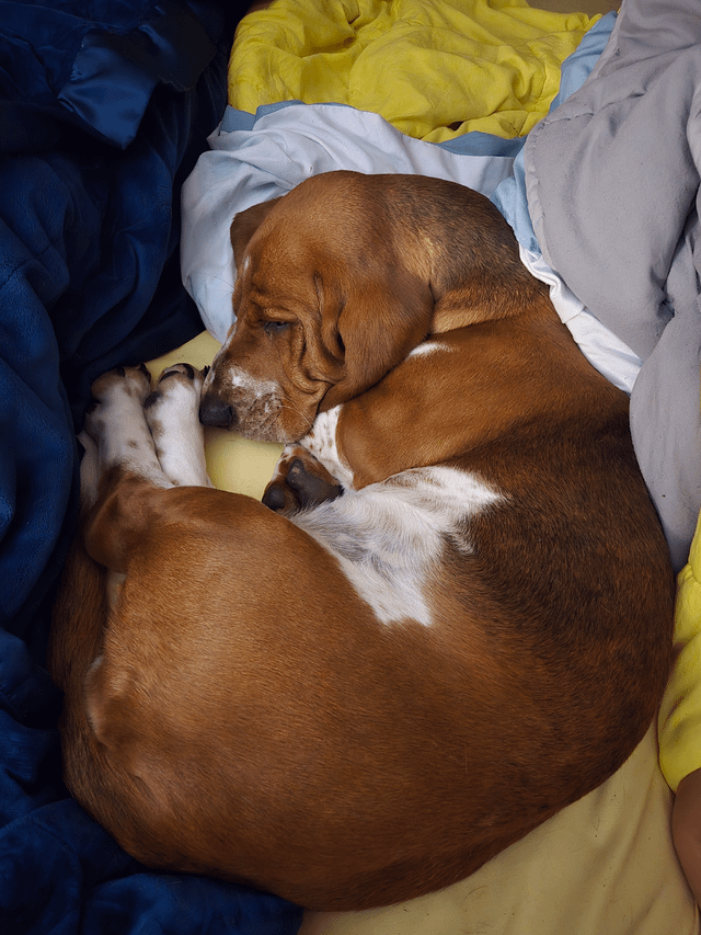 We got a sleepy Rizzo