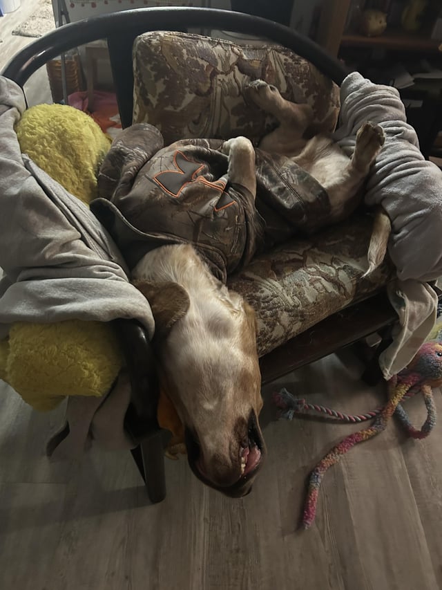 The ✨preferred✨ napping position