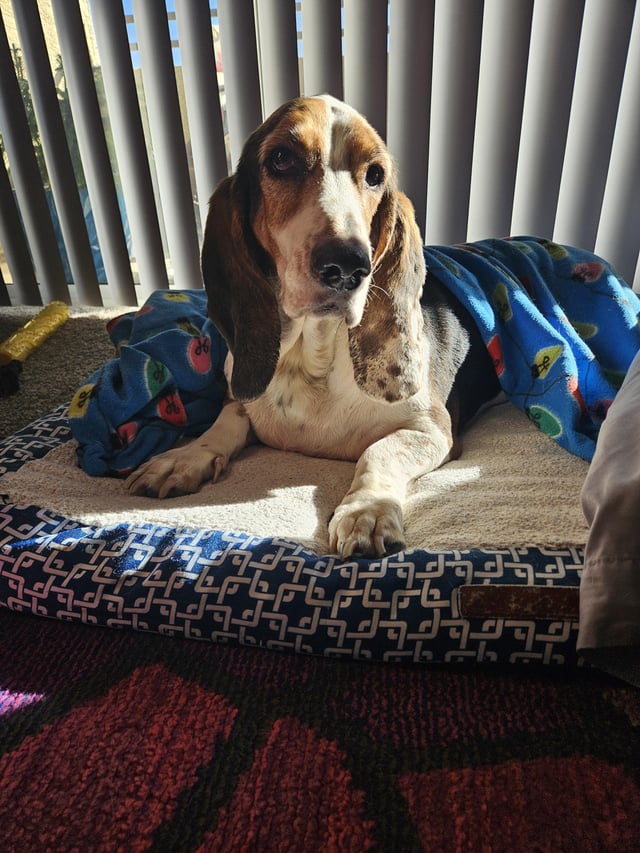 Bruno loves sunbathing with his Christmas blankie
