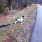 Morning walk at Daisy’s pace which is EXTREMELY leisurely