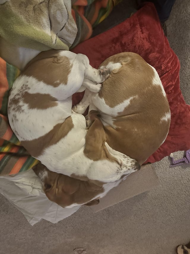Basset Heart