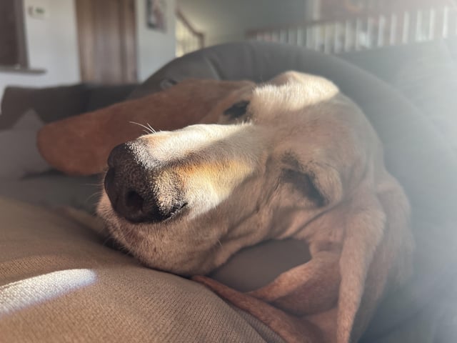 My Sweet Old Boy