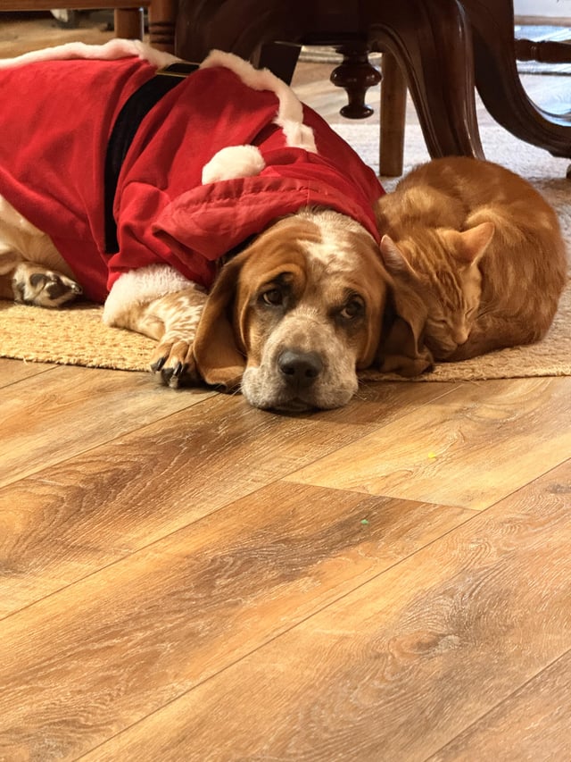 Ridley Clause