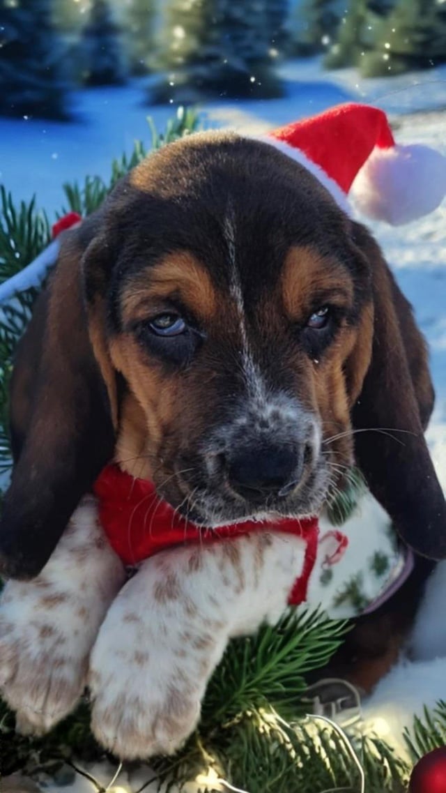 Santa Paws came to visit