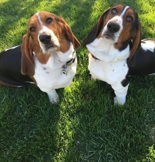 Rosco and Tosco!