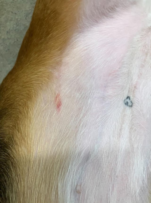 camp bow wow thinks this is concerning? looks like she scratched herself to me…
