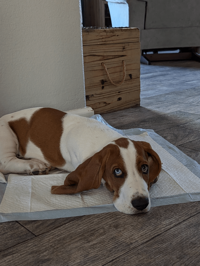 Why won’t Gus pee outside?