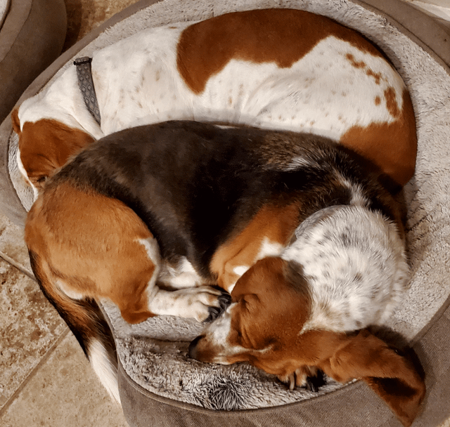 Snuggle pups