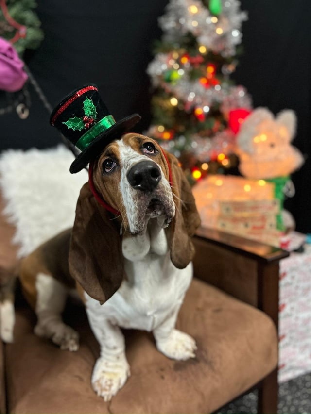 Basset crate training tips/do I medicate???