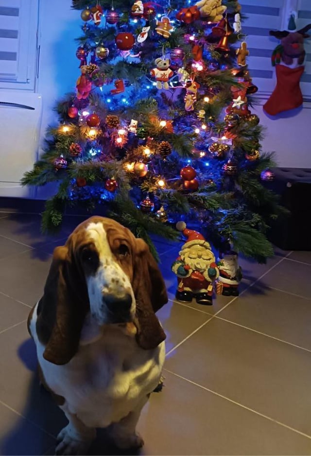 Merry Christmas